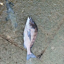 チヌ
