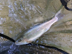 ニジマスの釣果