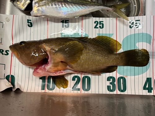 キジハタの釣果