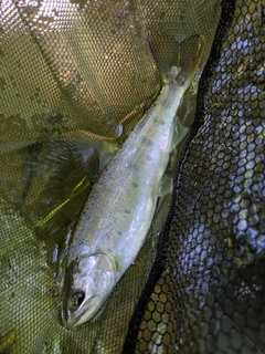 ヤマメの釣果