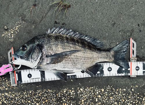 チヌの釣果