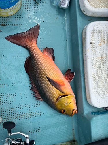 バラフエダイの釣果