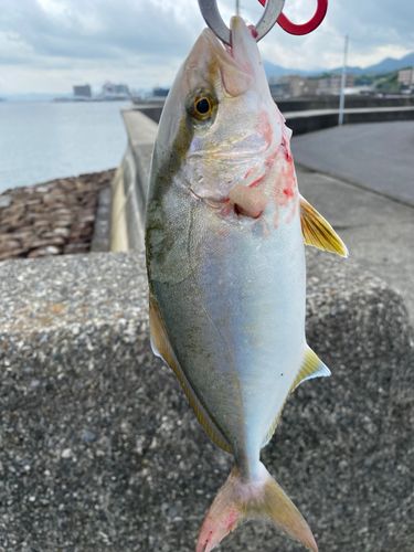 カンパチの釣果