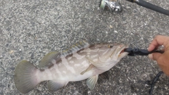 クエの釣果
