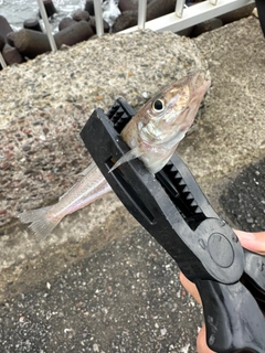 シロギスの釣果