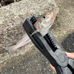 シロギス
