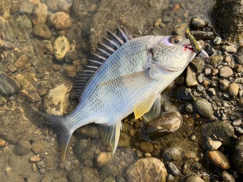 キビレの釣果
