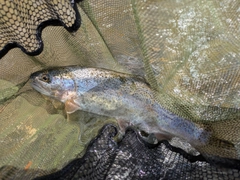 ニジマスの釣果
