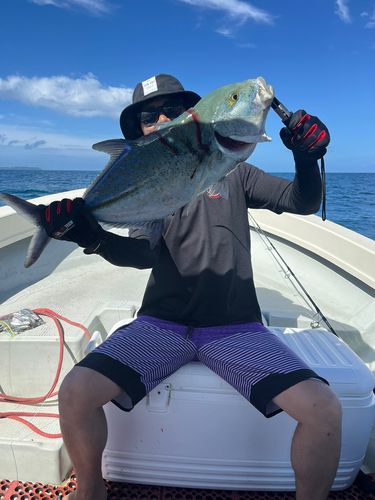 カスミアジの釣果