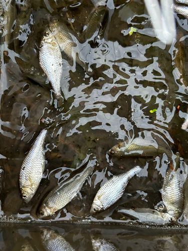 ヤリタナゴの釣果