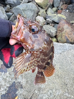 ガシラの釣果
