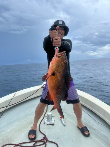 バラフエダイの釣果