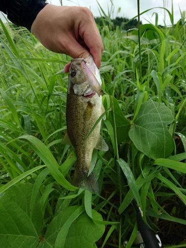 ラージマウスバスの釣果