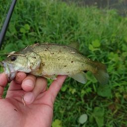 ラージマウスバス