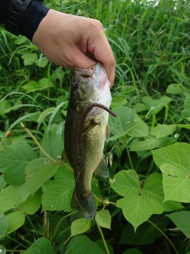 ラージマウスバスの釣果