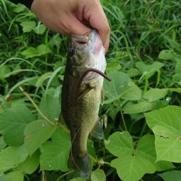 ラージマウスバス