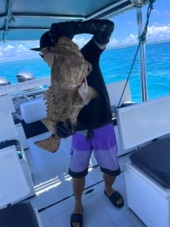 チャイロマルハタの釣果