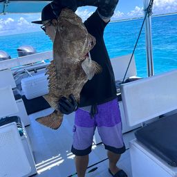 チャイロマルハタ