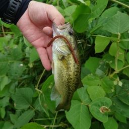 ラージマウスバス