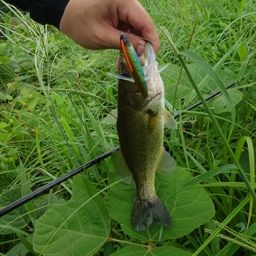 ラージマウスバス