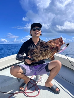 チャイロマルハタの釣果