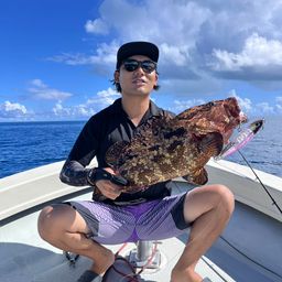 チャイロマルハタ