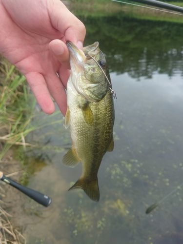 ラージマウスバスの釣果
