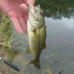 ラージマウスバス