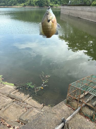 ブルーギルの釣果