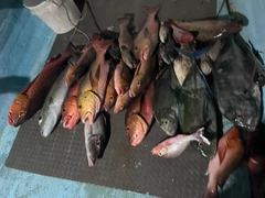 バラフエダイの釣果