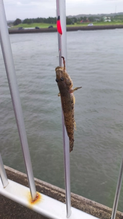 ハゼの釣果