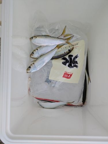 サッパ