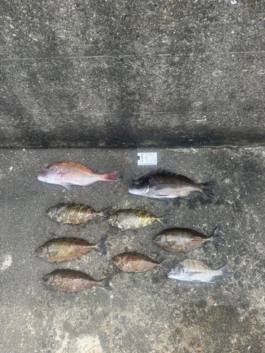 マダイの釣果