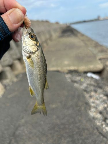 セイゴ（ヒラスズキ）の釣果