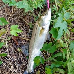 セイゴ（マルスズキ）