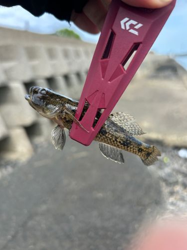 ウロハゼの釣果
