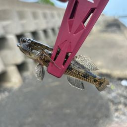 ウロハゼ