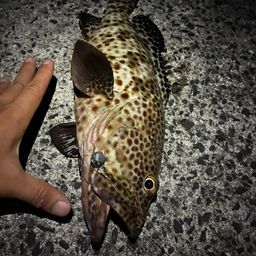 ヒトミハタ