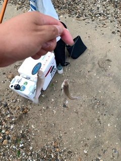 キスの釣果