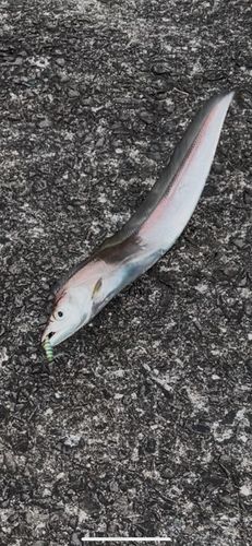 タチウオの釣果