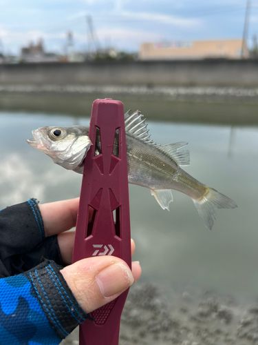 セイゴ（ヒラスズキ）の釣果