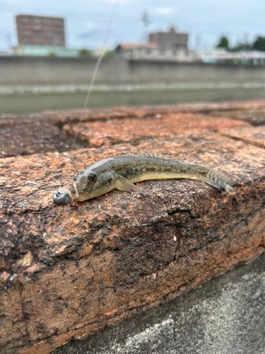 マハゼの釣果