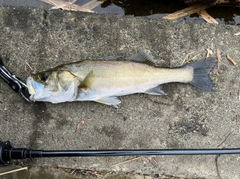 セイゴ（タイリクスズキ）の釣果