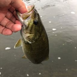 スモールマウスバス