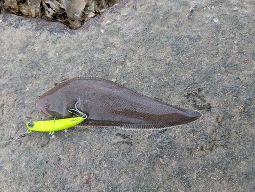 シタビラメの釣果