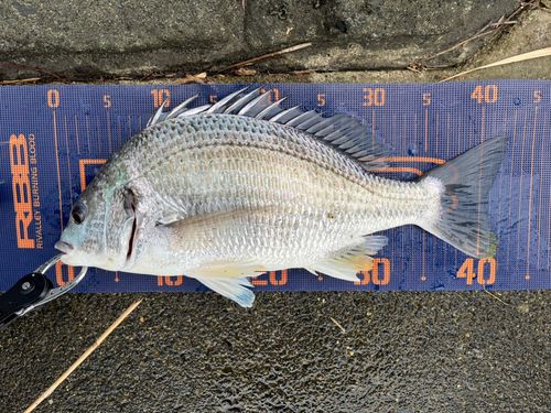 キビレの釣果