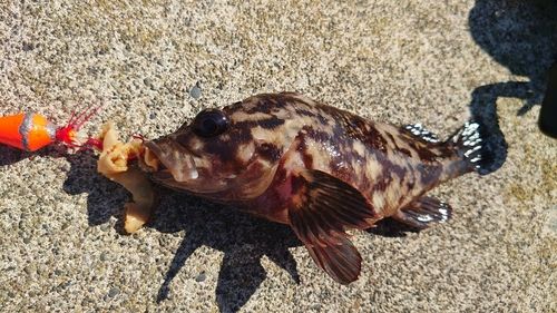 ムラソイの釣果