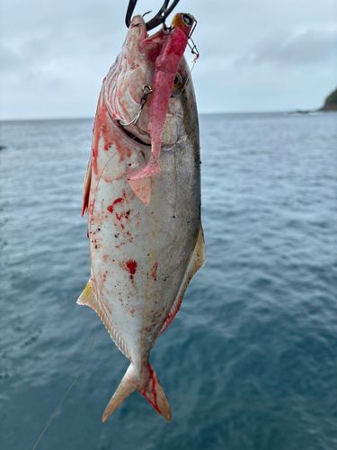 ショゴの釣果