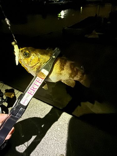 メバルの釣果