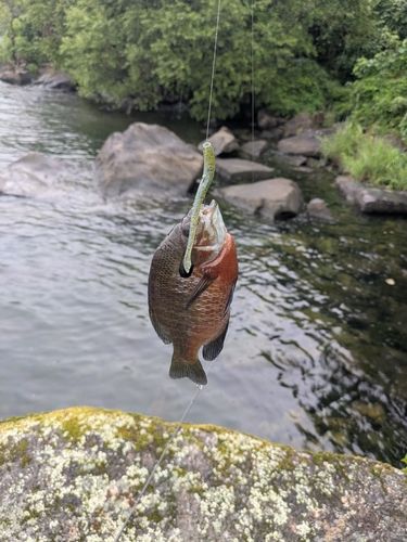 ブルーギルの釣果